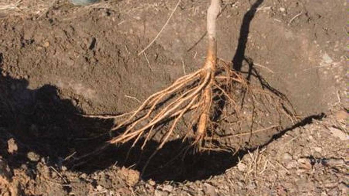 bare root planting.jpg (97 KB)